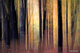 Herbstwald von Klaus Eppele