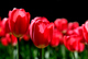Tulpen von Klaus Eppele