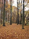 Herbstwald von Klaus Eppele